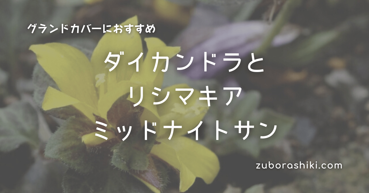 グランドカバー ダイカンドラ2ヶ月半後とリシマキア ミッドナイトサン ズボラ式